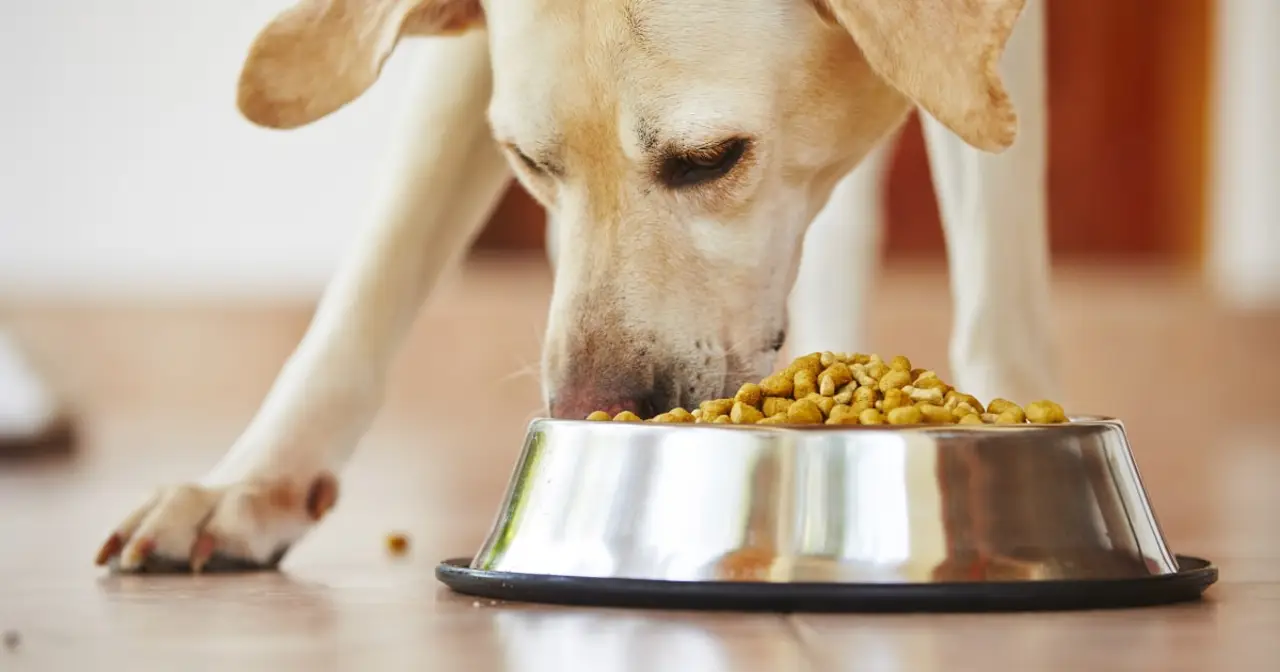Являются ли корма для собак без зерна просто рекламной хитростью продаж?